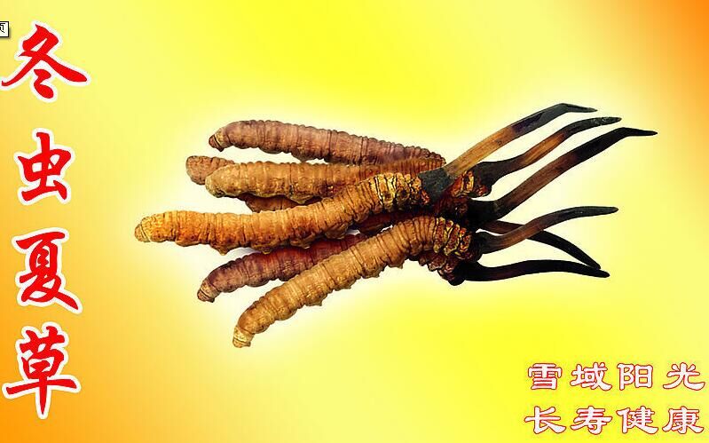 博罗冬虫夏草回收