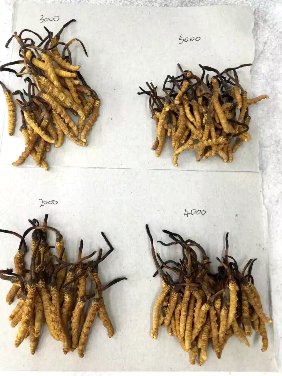 惠州回收冬虫夏草