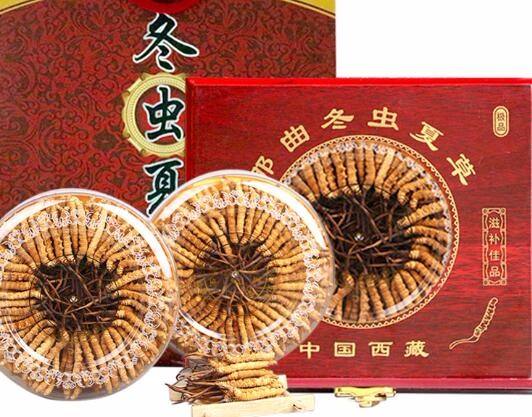 极速赛鸽500万 喂养常吃冬虫夏草